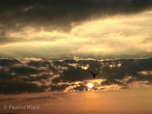 56887173_983116991884261_1073779331949395968_o